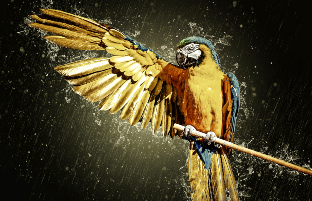 Arte della parete di vetro Pappagallo