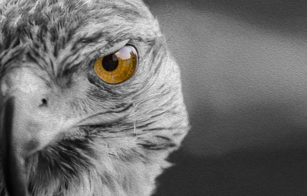 Arte della parete di vetro Falco