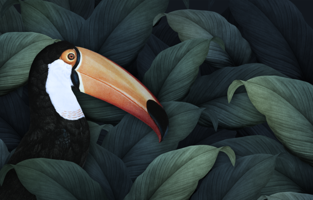 Perroquet de toucan Impression sur verre