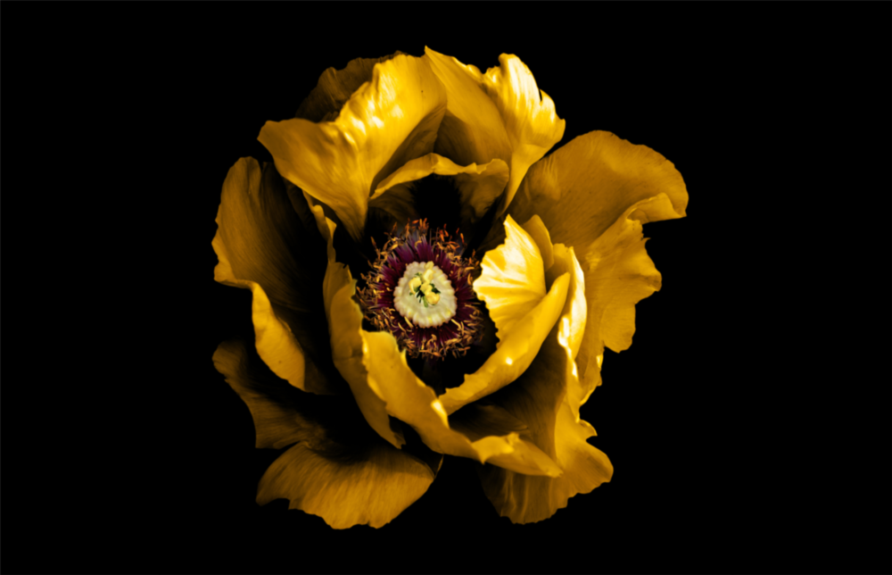 Arte della parete di vetro Fiore giallo