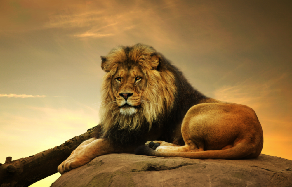 Arte della parete di vetro Leone