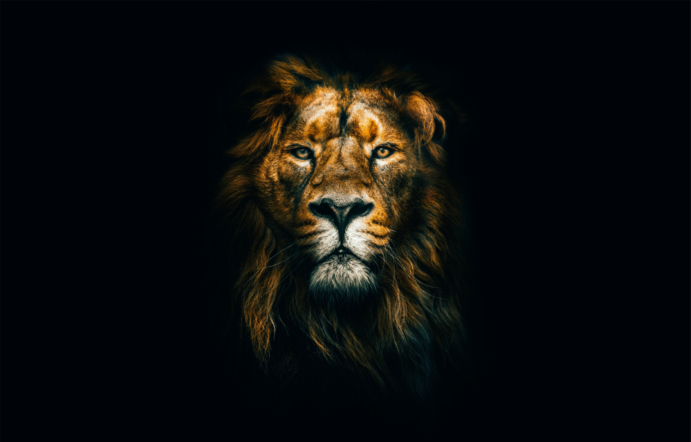 Arte della parete di vetro Leone