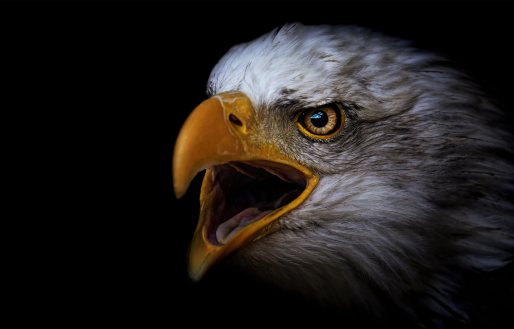 Aigle Impression sur verre