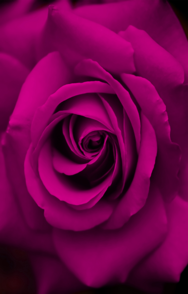 Arte della parete di vetro Rosa