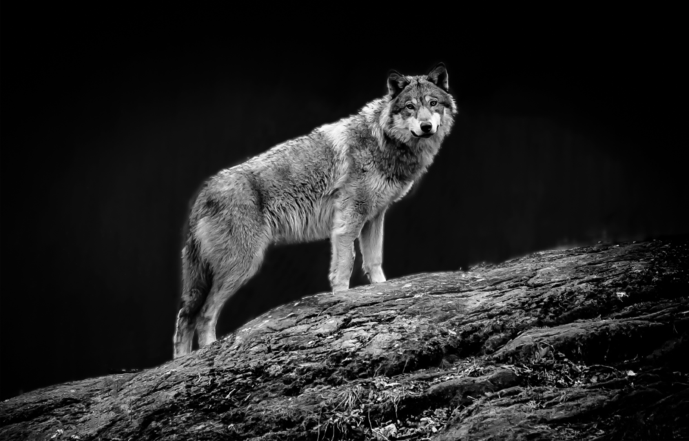 Arte de pared de vidrio de Lobo