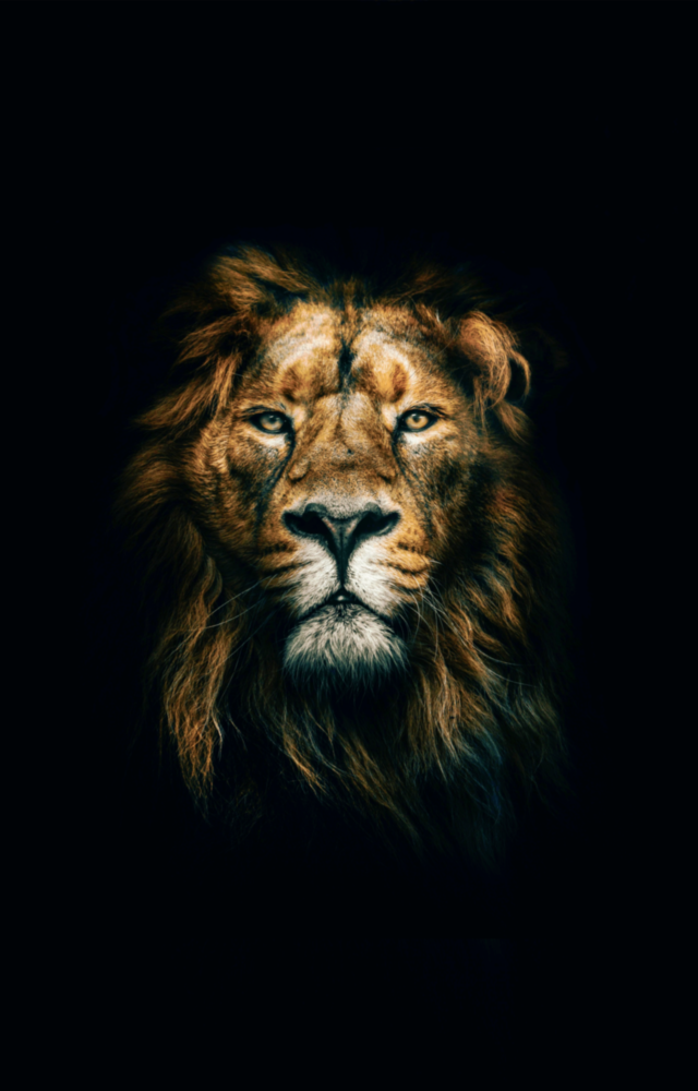 Arte de pared de vidrio de León