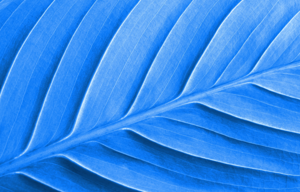 Blue Leaf Glass Wall Art
