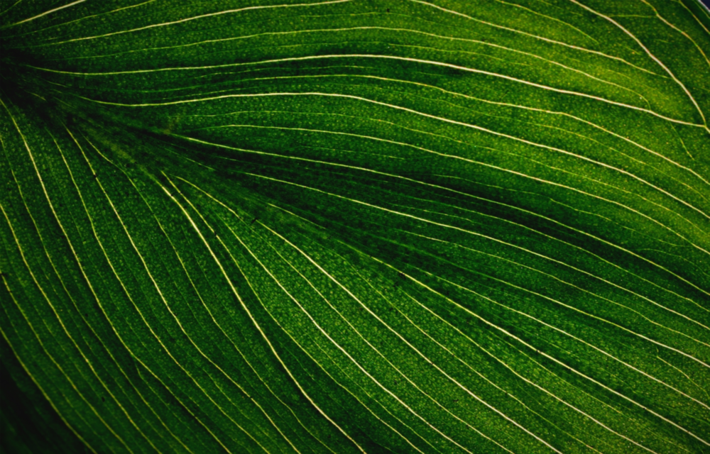 Arte della parete di vetro Foglia verde