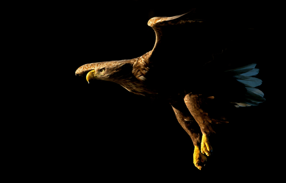 Eagle Glass Wall Art