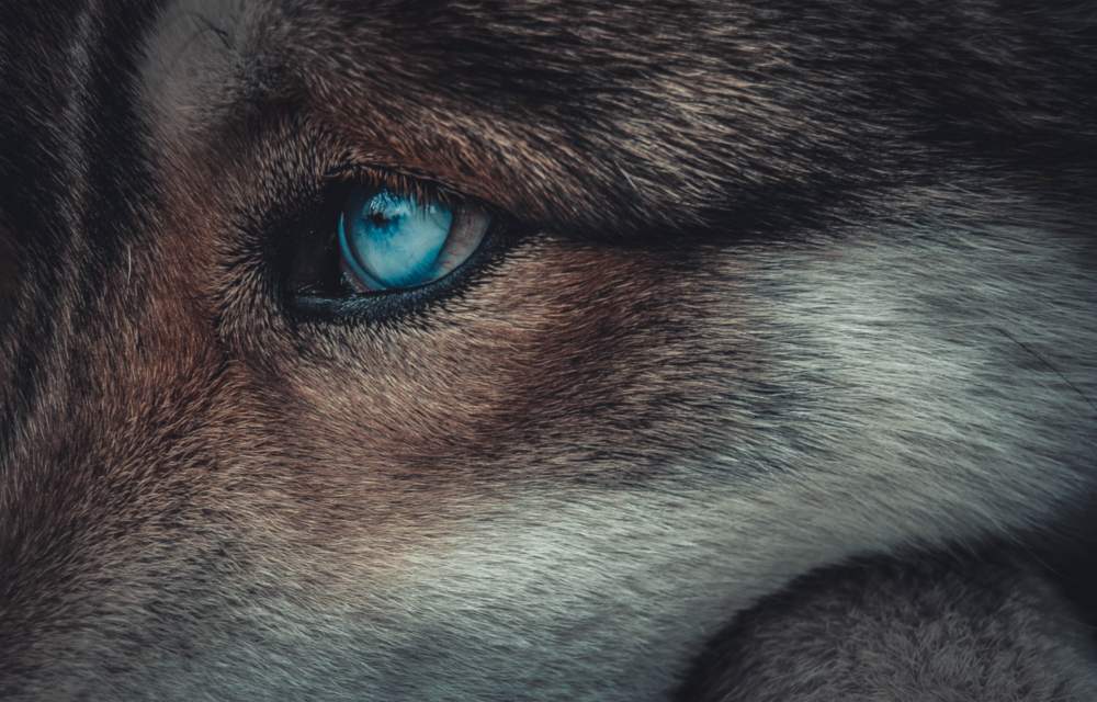 Œil du loup Impression sur verre