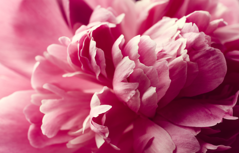 Arte della parete di vetro Fiore rosa