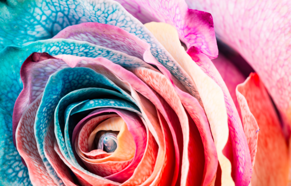 Arte della parete di vetro Rosa colorata