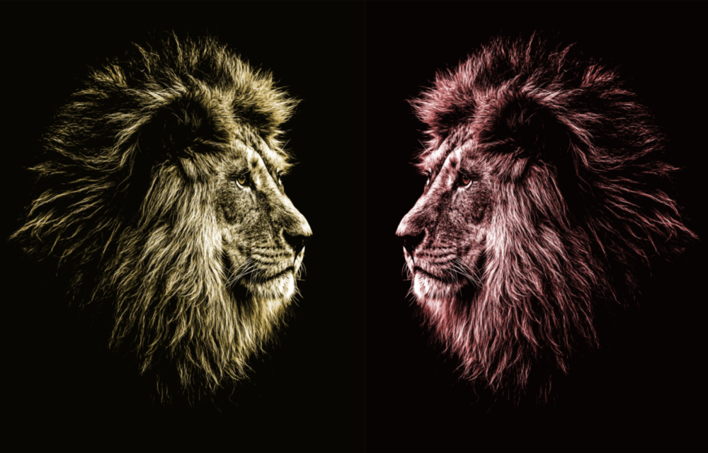 Lion Impression sur verre