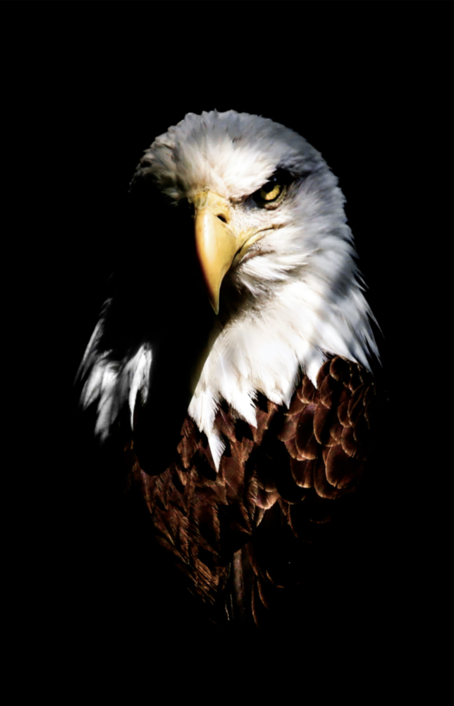 Eagle Glass Wall Art