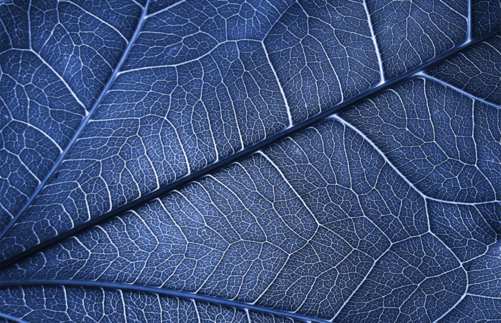 Arte della parete di vetro Foglia macro blu