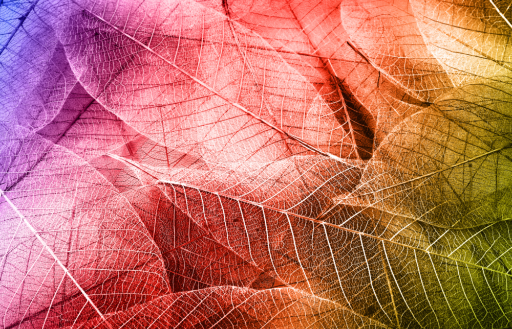 Makroblätter Glasbild