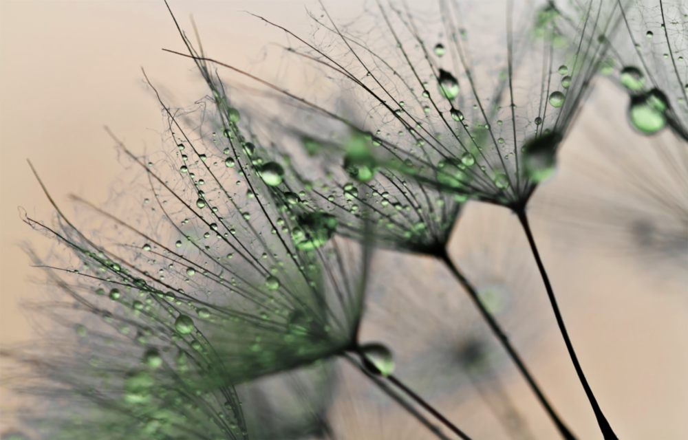 Arte della parete di vetro Dente di leone verde