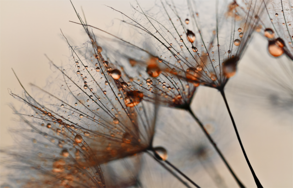 Pissenlit à la cannelle Impression sur verre