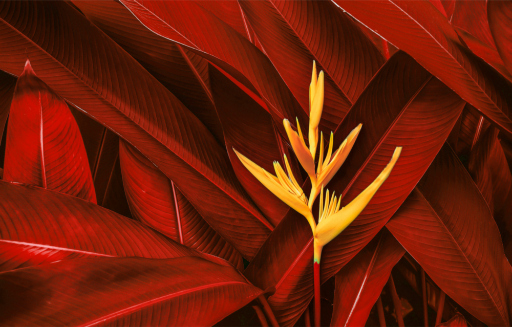 Feuilles rouges Impression sur verre