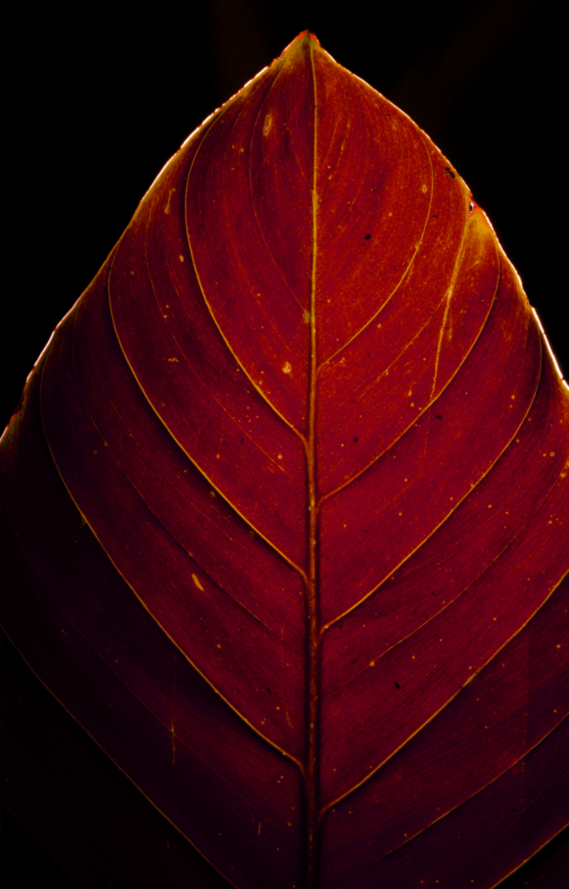 Feuille rouge Impression sur verre