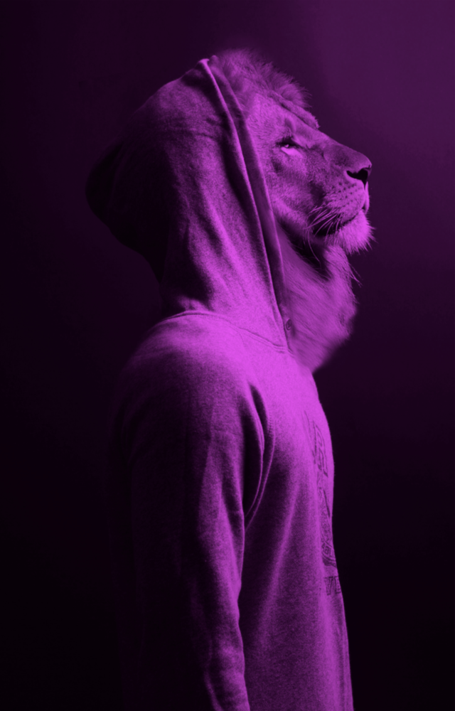 Lila Löwenkopf Glasbild