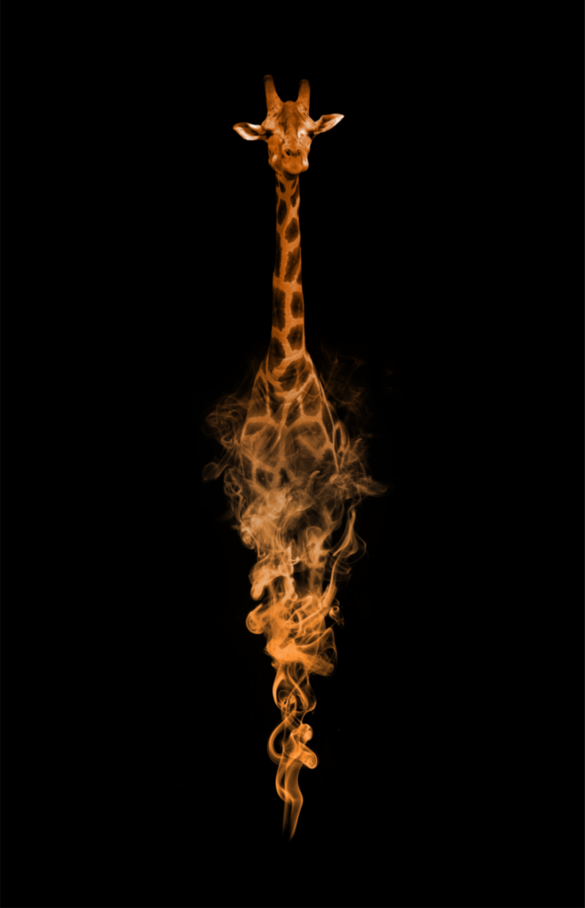 Arte della parete di vetro Giraffa
