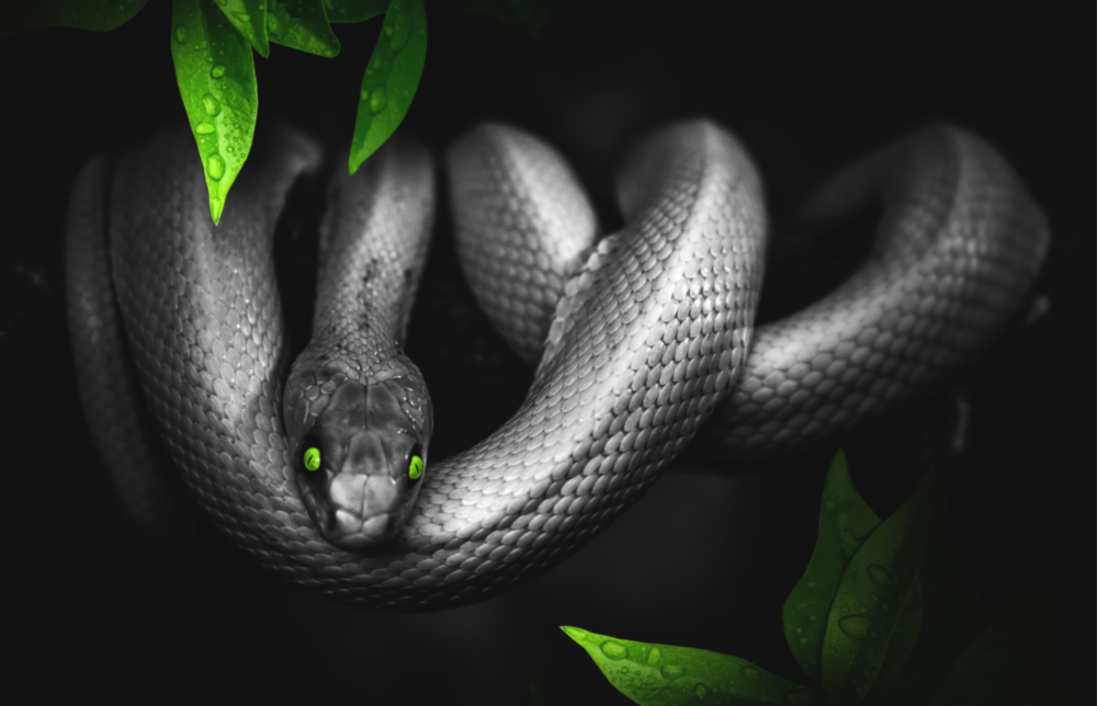 Serpent Impression sur verre