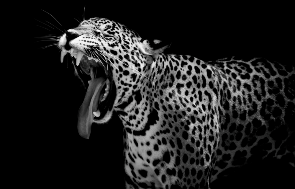 Arte de pared de vidrio de Leopardo