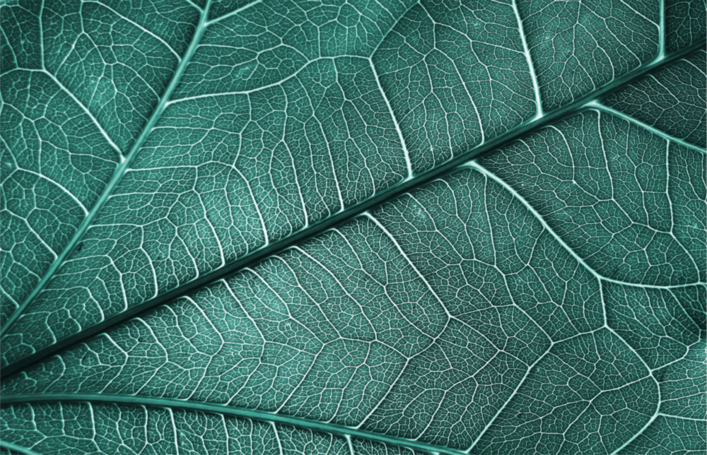Texture des feuilles Impression sur verre