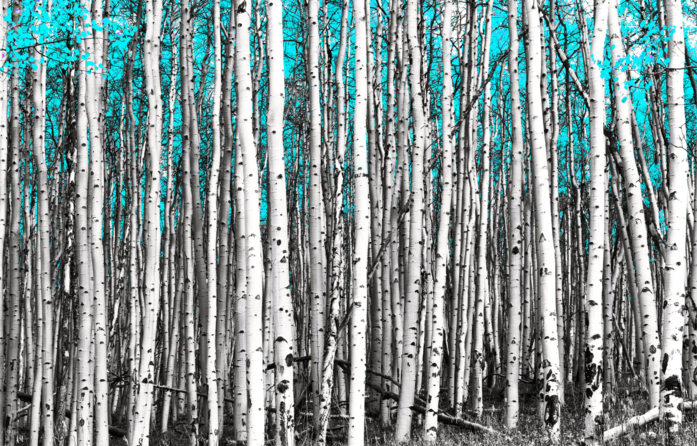 Forêt bleue Impression sur verre