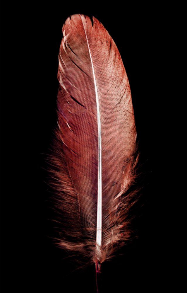 Tile Feather Glass Wall Art