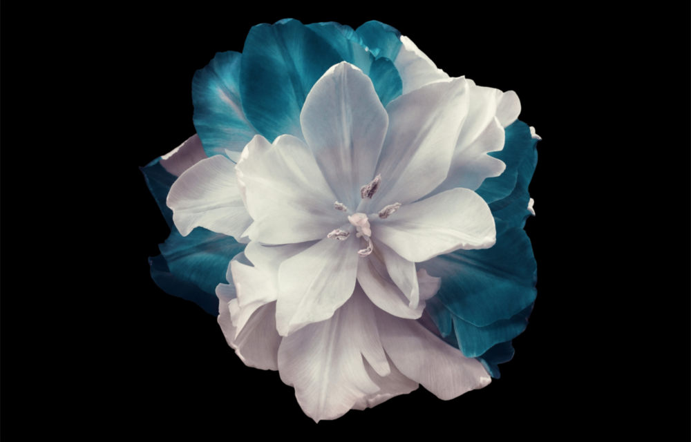 Blaue Blume Glasbild