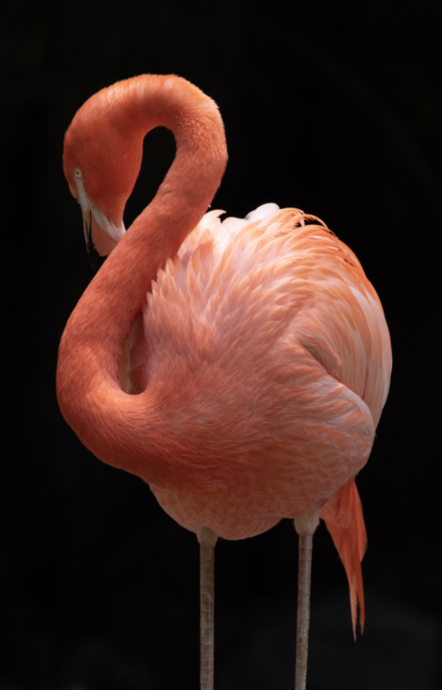 Flamant Impression sur verre