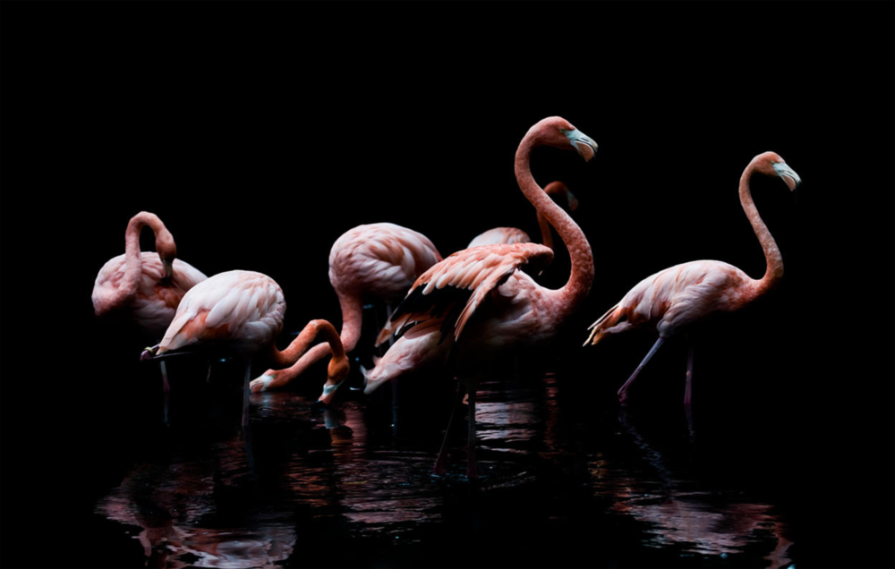 Flamants Impression sur verre