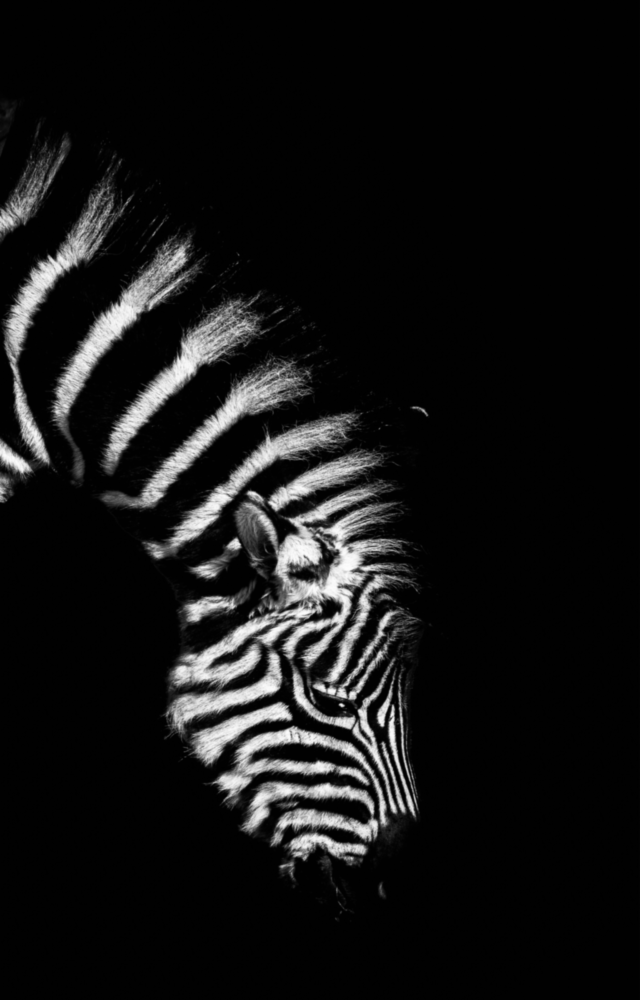 Zèbre Impression sur verre