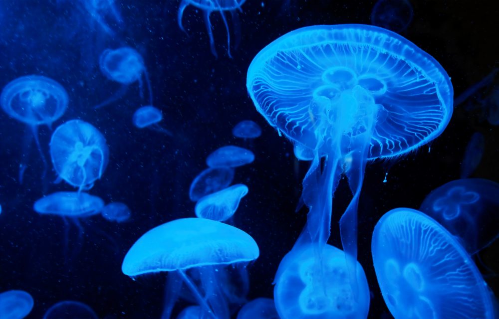 Arte della parete di vetro Medusa