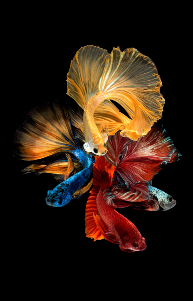 Arte de pared de vidrio de Betta's Dance