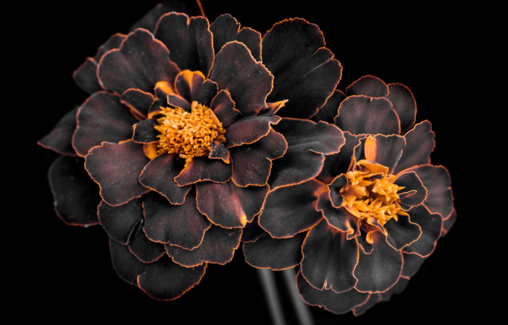 Braune Blume Glasbild