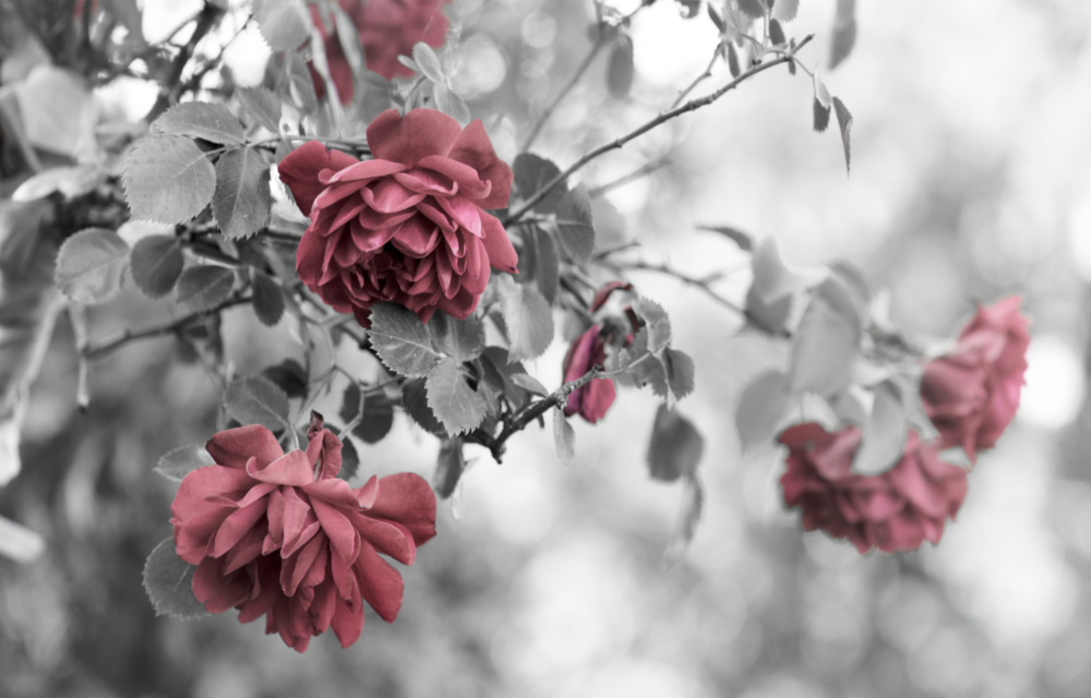 Pink Roses Glass Wall Art