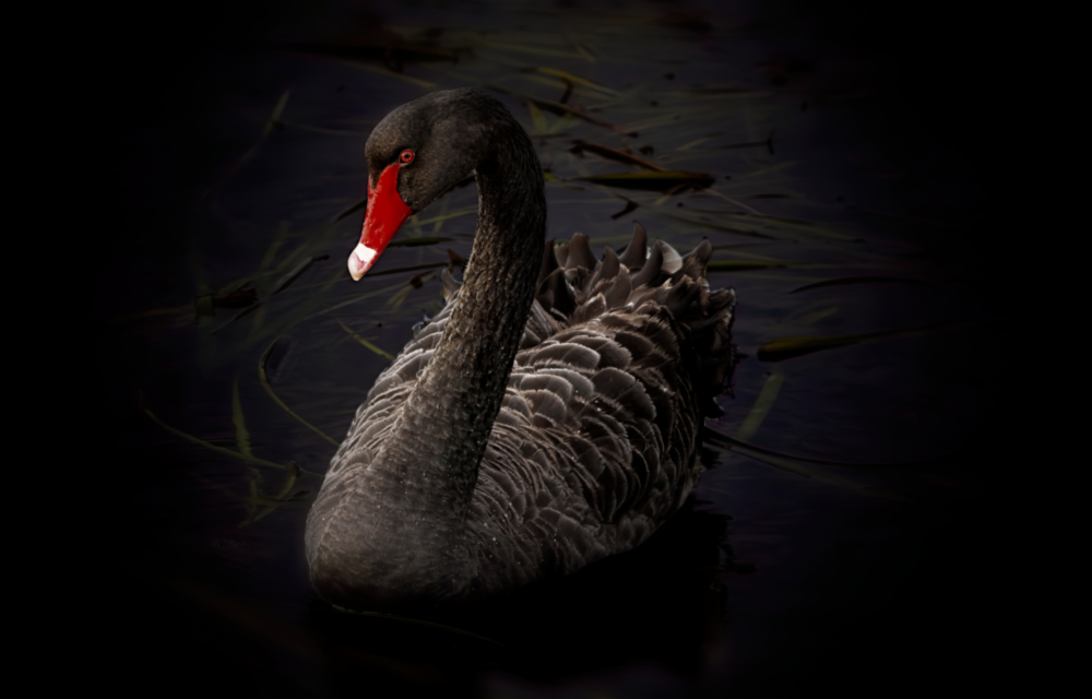 Schwarzer Schwan Glasbild