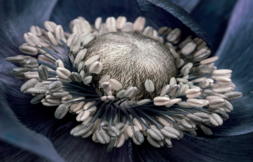 Fleur grise Impression sur verre