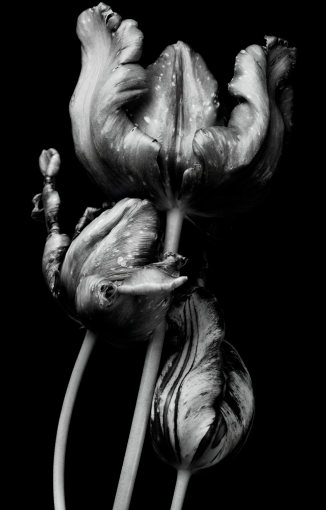 Arte de pared de vidrio de Flores en blanco y negro