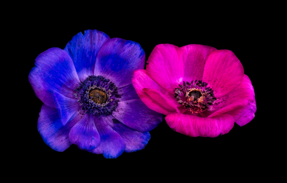 Arte de pared de vidrio de Tulipán de montaña coronada