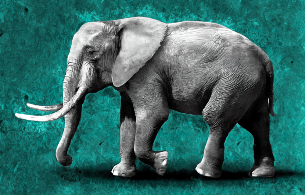 Éléphant Impression sur verre