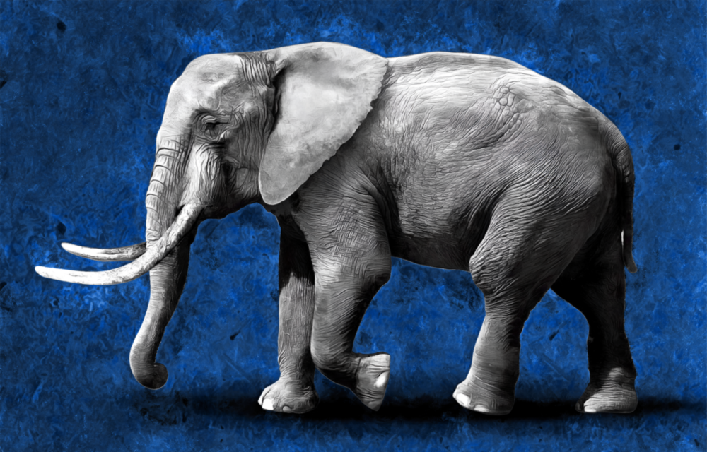 Elephant Glass Wall Art