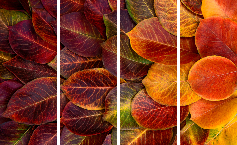 Foglie autunnali Arte da parete in vetro Mega da 4 pezzi (150x92 cm)