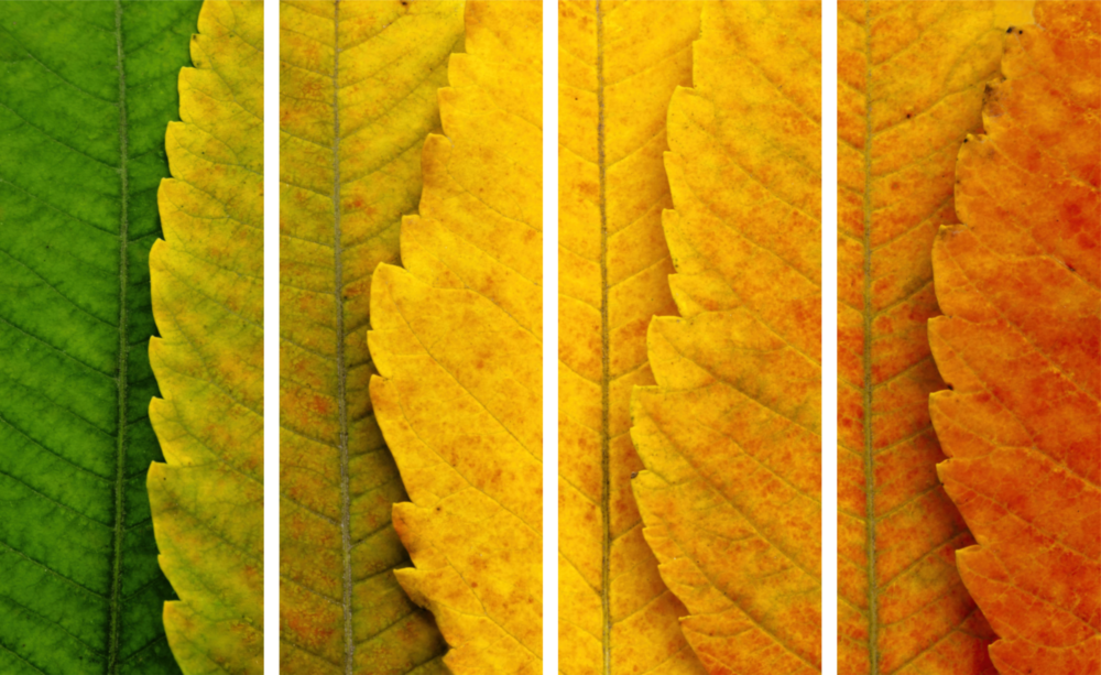 Foglie autunnali Arte da parete in vetro Mega da 4 pezzi (150x92 cm)