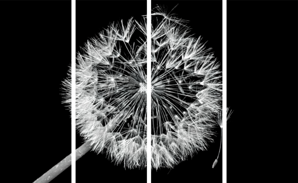 Dente di leone Arte da parete in vetro Mega da 4 pezzi (150x92 cm)