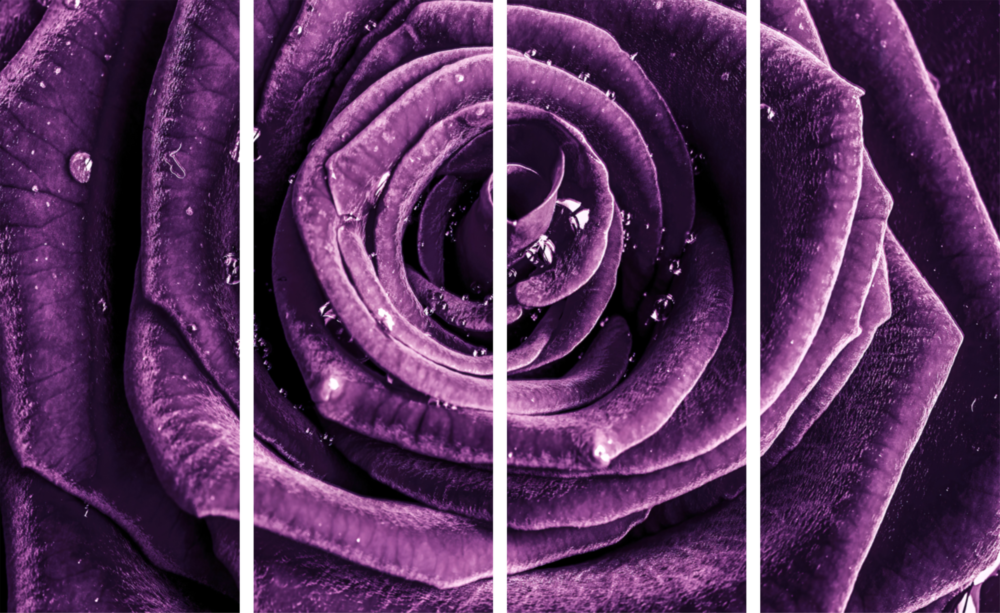 Purple Rose 4 Pieces Mega Glass Wall Art (150x92 cm)