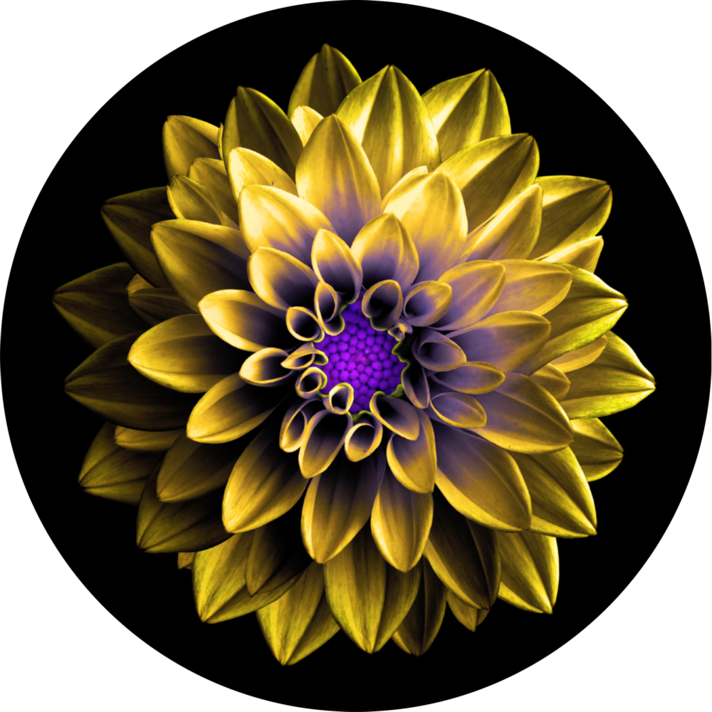 Arte della parete di vetro Fiore